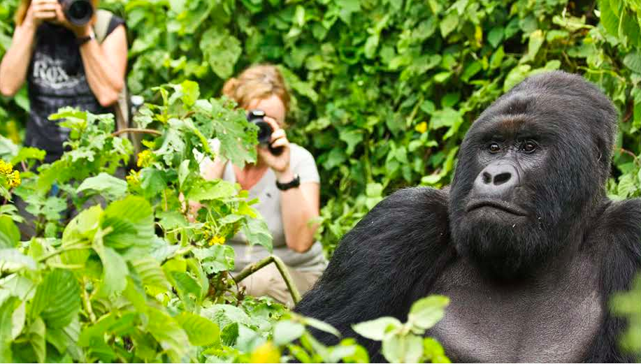  Complete Guide to Getting Your Gorilla Trekking Permit in Rwanda (2026 Edition)